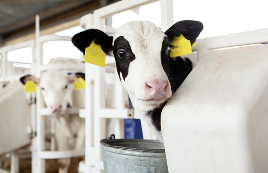 ADM explains How Early-Stage Nutrition Helps Animals Reach Full Genetic Potential
